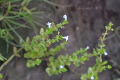 Lindernia rotundifolia